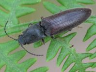 Athous haemorrhoidalis