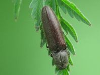 Athous haemorrhoidalis