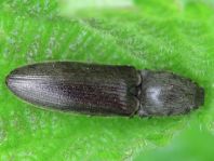 Athous haemorrhoidalis