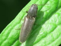 Athous haemorrhoidalis