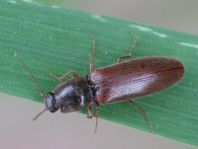 Athous subfuscus