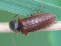 Athous subfuscus