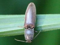 Athous haemorrhoidalis