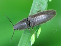 Athous haemorrhoidalis