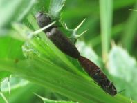 Athous haemorrhoidalis
