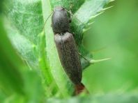 Athous haemorrhoidalis