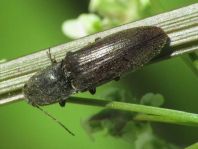Athous haemorrhoidalis