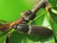 Athous haemorrhoidalis
