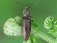 Athous haemorrhoidalis