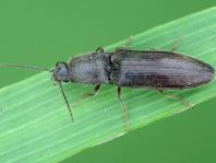 Athous haemorrhoidalis