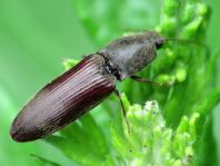 Athous haemorrhoidalis