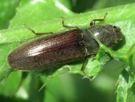 Athous haemorrhoidalis