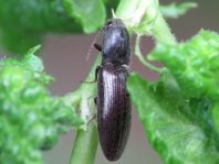 Athous haemorrhoidalis