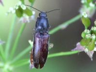 Athous haemorrhoidalis