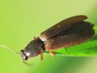 Athous subfuscus