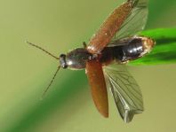 Athous subfuscus