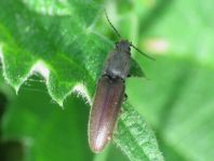 Athous haemorrhoidalis