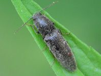 Athous haemorrhoidalis