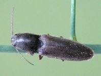 Athous haemorrhoidalis