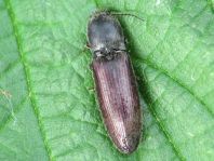 Athous haemorrhoidalis