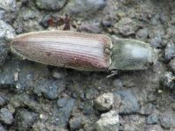 Athous haemorrhoidalis