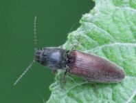 Athous haemorrhoidalis