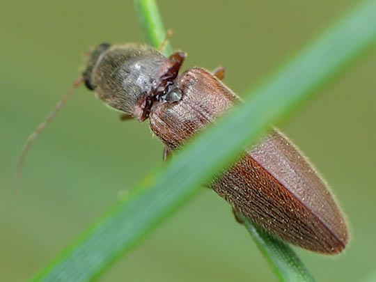 Athous subfuscus