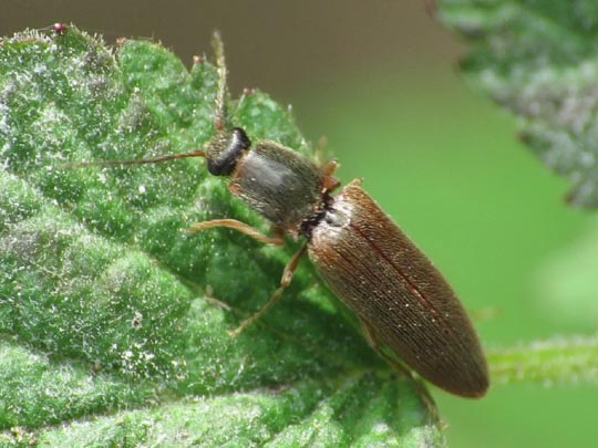 Athous subfuscus