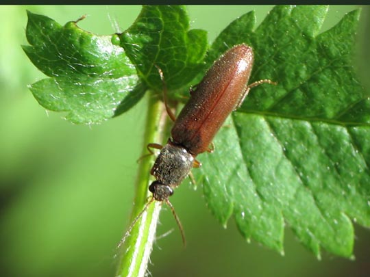 Athous subfuscus