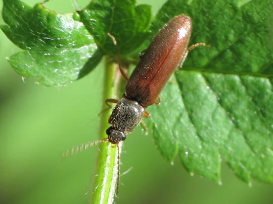 Athous subfuscus