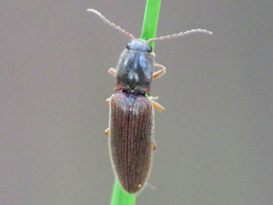 Athous subfuscus