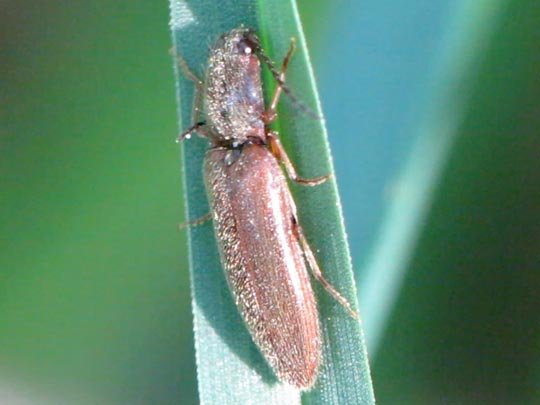 Athous subfuscus