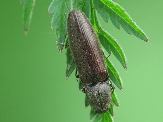 Athous haemorrhoidalis