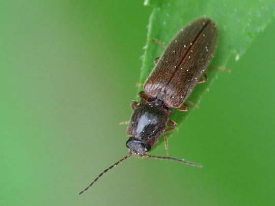 Athous subfuscus