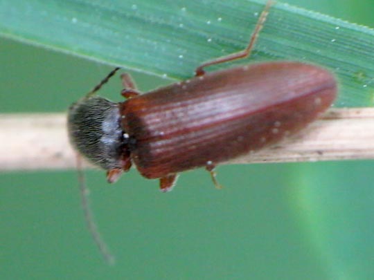 Athous subfuscus
