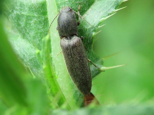 Athous haemorrhoidalis
