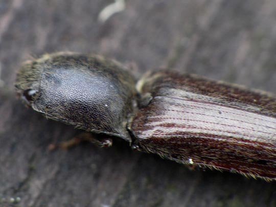 Athous haemorrhoidalis