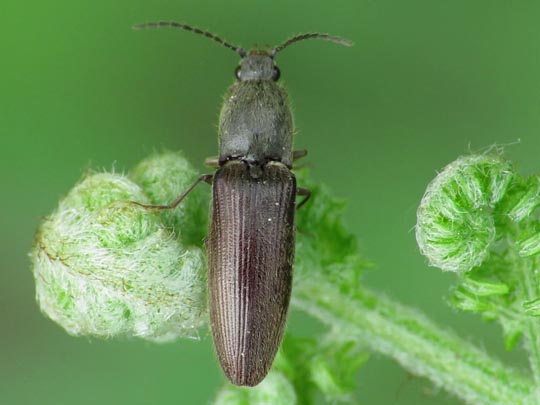 Athous haemorrhoidalis