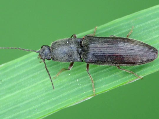Athous haemorrhoidalis
