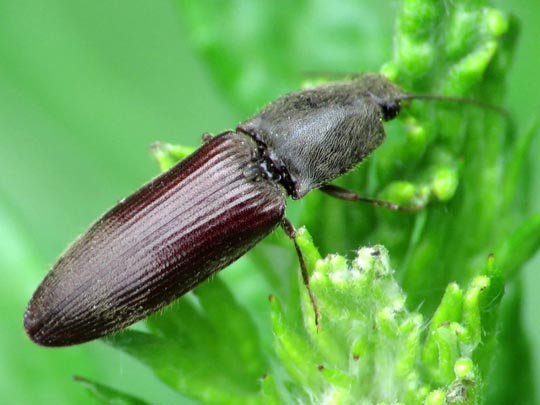 Athous haemorrhoidalis
