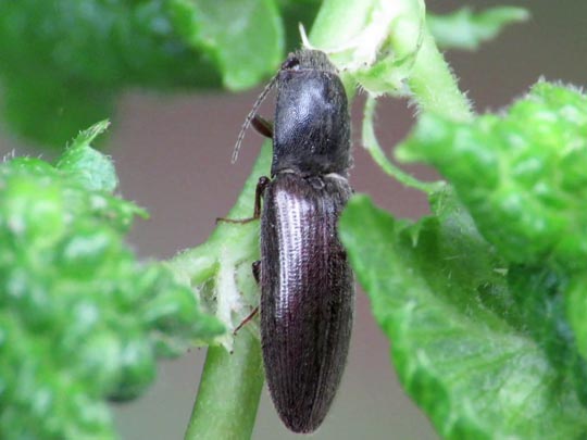 Athous haemorrhoidalis