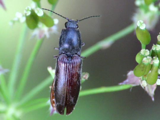 Athous haemorrhoidalis
