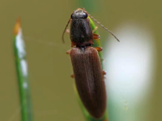 Athous subfuscus