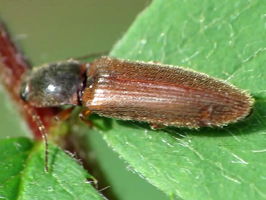 Athous subfuscus