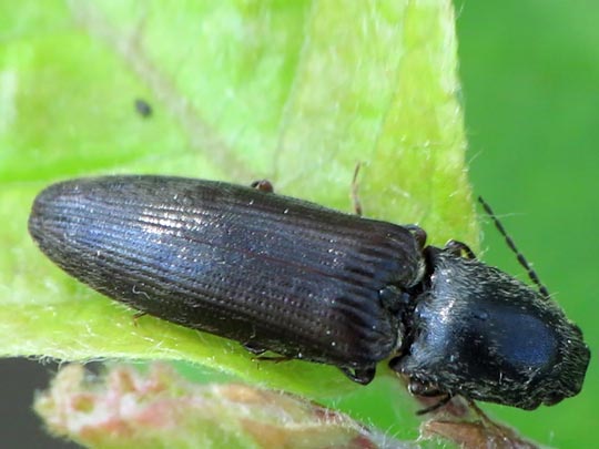 Athous haemorrhoidalis
