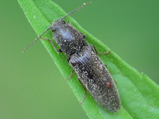 Athous haemorrhoidalis