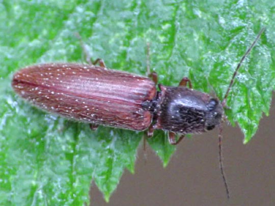 Athous subfuscus