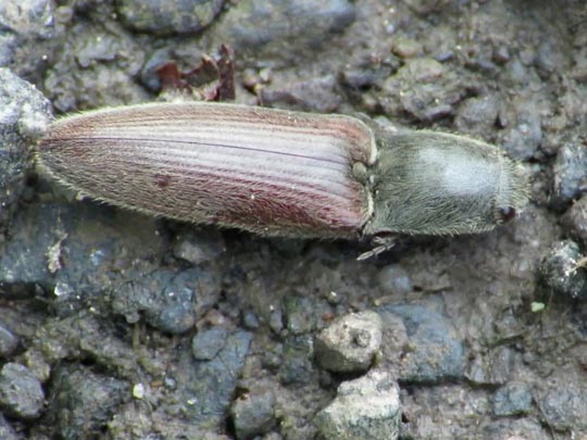 Athous haemorrhoidalis