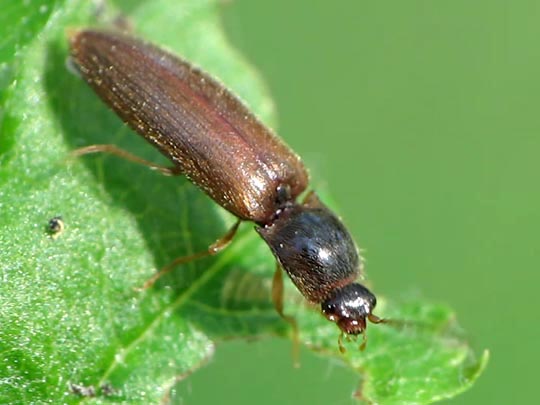 Athous subfuscus
