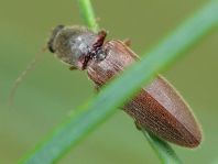 Athous subfuscus